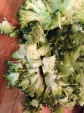 vegetarian recipe, broccoli